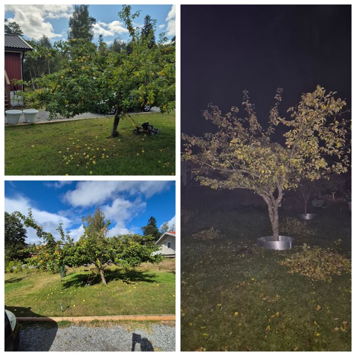 Tre bilder av äppelträd i olika ljusförhållanden, med frukt på marken och en gräsklippare parkerad intill ett av träden.