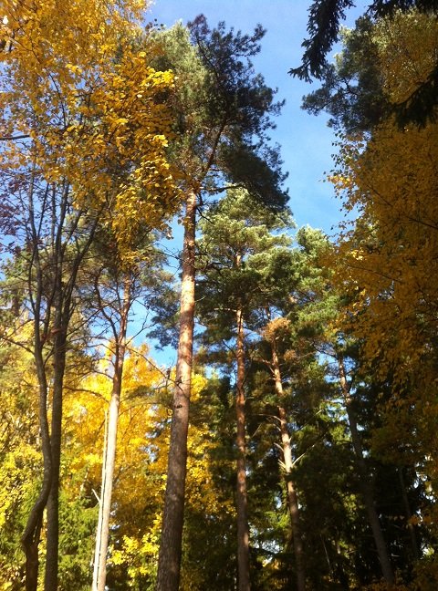 bild 1.JPG
