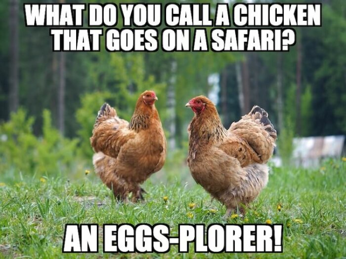 Två bruna hönor på gräs med en skog i bakgrunden, texten ovan lyder "What do you call a chicken that goes on a safari?" och nedtill "An Eggs-plorer!".