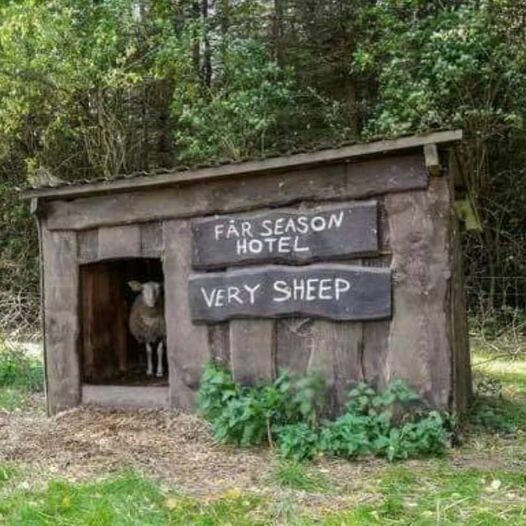 Litet trähus med skyltar där det står "Får Season Hotel" och "Very Sheep", med ett får som tittar ut ur öppningen.