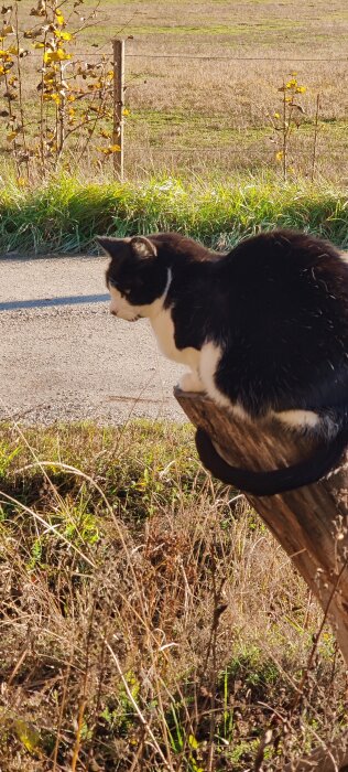 Svartvit katt sitter på en stubbe och spanar över en lantlig väg och åker.