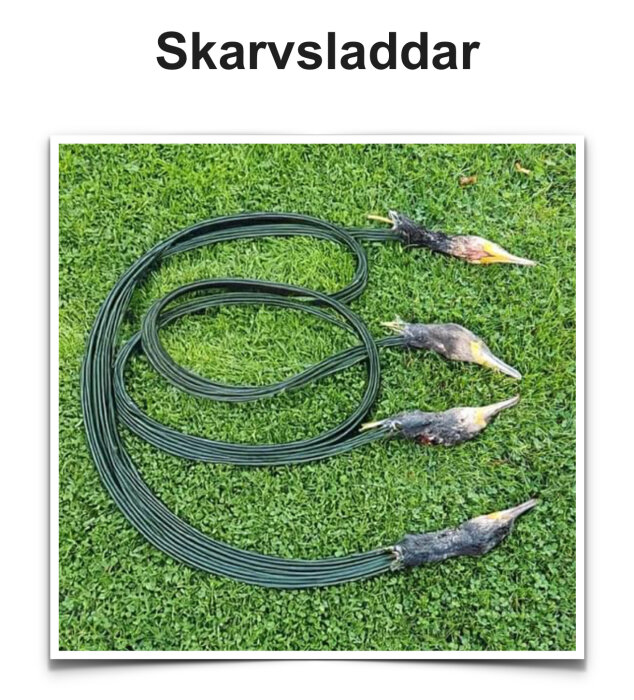 Skarvsladdar med brända kontakter ligger på en gräsmatta.