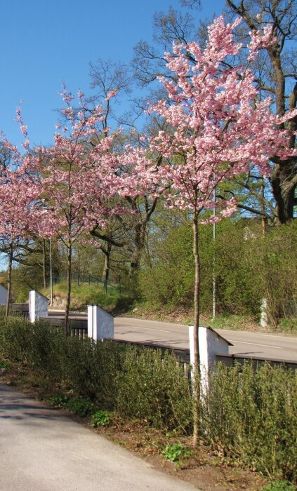 Prydnadskörsbärsträd med rosa blommor står längs en väg, ovanför en låg häck. Klarblå himmel i bakgrunden.