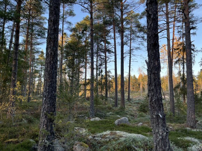 Tät barrskog med höga träd och grön mossa på marken, belyst av solens sena eftermiddagssken.