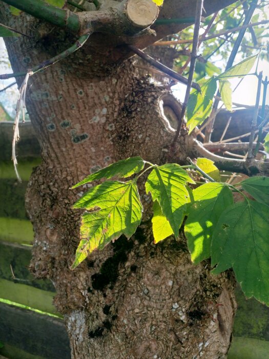 Närbild av ett träd med grov bark och gröna, flikiga blad belyst av solljus i Skåne.