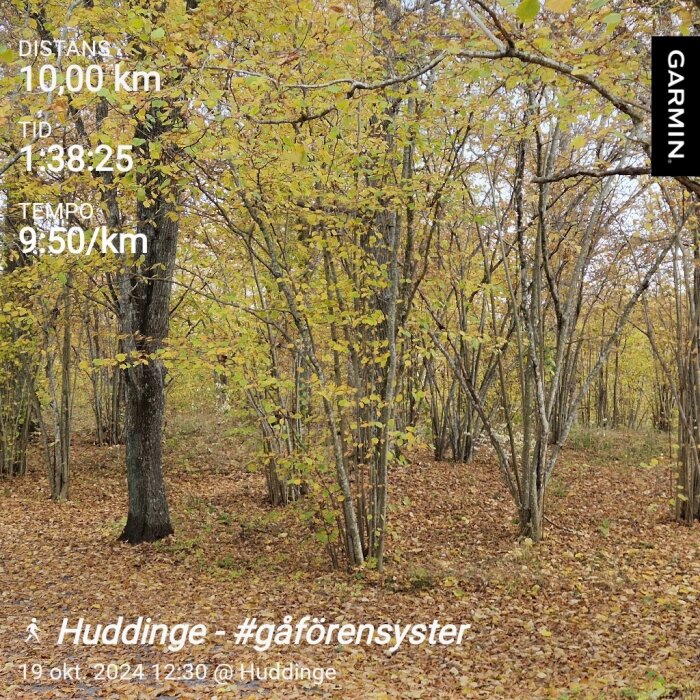 Skogsbild med gula höstlöv och statistik från en promenad. Distanser, tider och tempo visas med Garmin-logotyp. Text: Huddinge #gåförensyster.