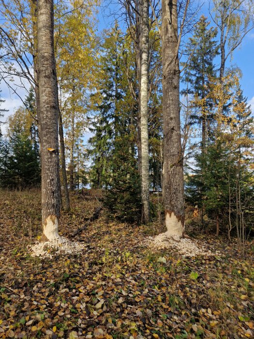 Träd gnagda av bäver, omgivna av höstlöv och skog.