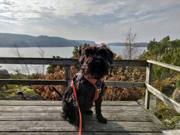 Hund på trädeck med Gullmarn i bakgrunden under en solig dag med blå himmel och moln.