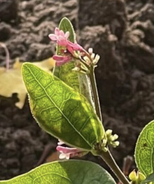 Närbild på gröna blad och små rosa blommor av en buske, eventuellt en Weigela eller Lonicera, i en trädgårdsmiljö.