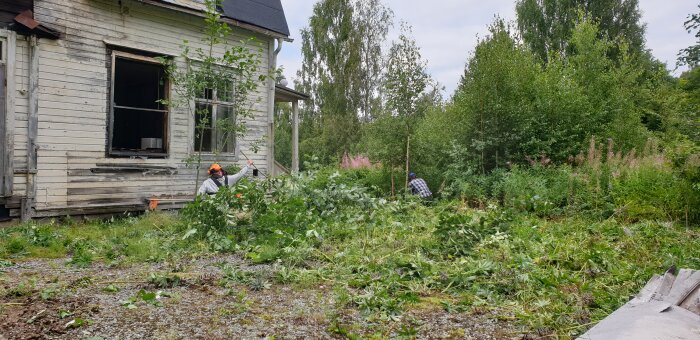 Två personer röjer sly och gräs vid sidan av ett gammalt, nedgånget hus omgivet av tät vegetation och träd.