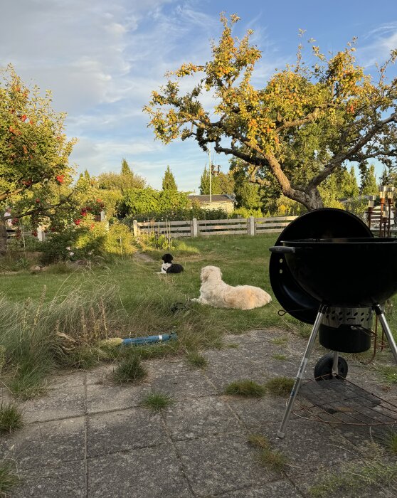 Två hundar i en trädgård med äppelträd i bakgrunden och en grill på en stenlagd uteplats under en blå himmel.