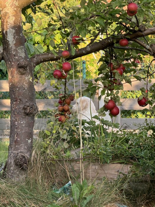 Äppelträd med röda äpplen i sommarträdgård, omgivna av gröna blad och gräs, med ett träräcke i bakgrunden.