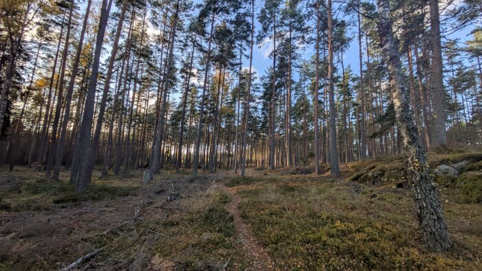 Stig genom tät barrskog med höga tallar och lågt ljusinsläpp, täckt av mossa och torra löv på marken.