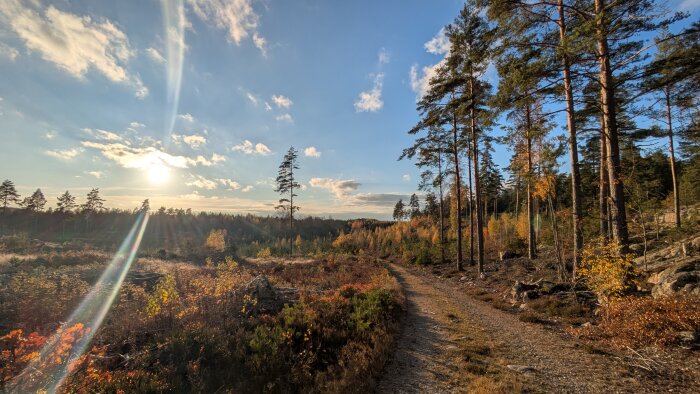 Soligt skogslandskap med stig och höga träd, några löv i orange och gult. Solen skiner genom molnen och skapar ljusstrålar över landskapet.