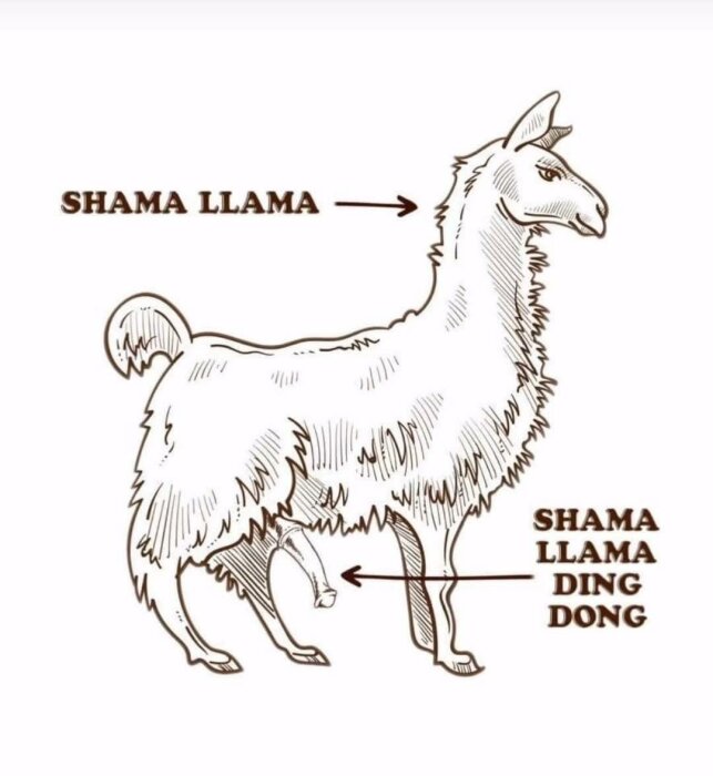 Illustration av en lama med etiketter: "Shama Llama" vid huvud och "Shama Llama Ding Dong" vid mellersta delen av kroppen.