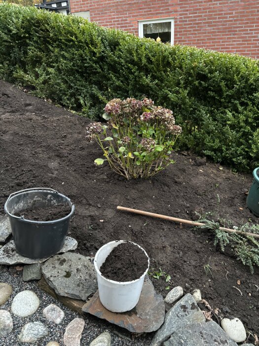 Nyplanterad hortensia framför en häck, med hinkar fyllda med jord i förgrunden.