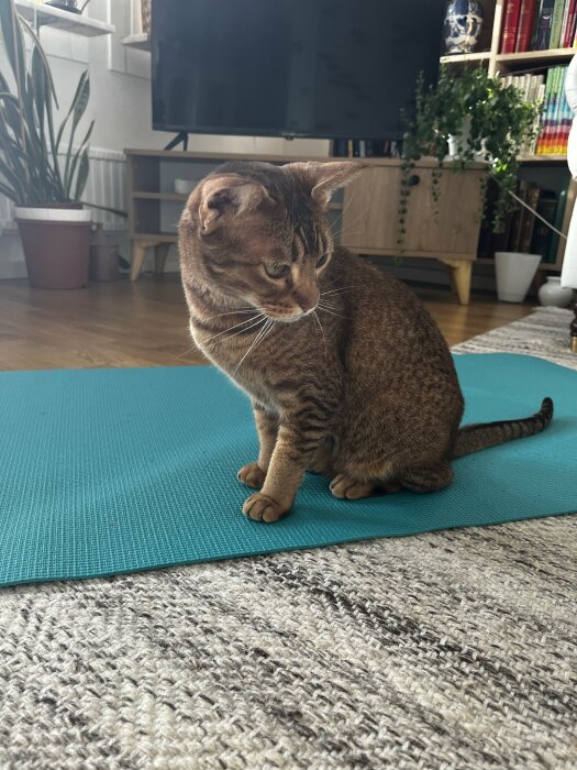 En brun raskatt sitter på en turkos yogamatta i ett vardagsrum med växter och en bokhylla i bakgrunden.