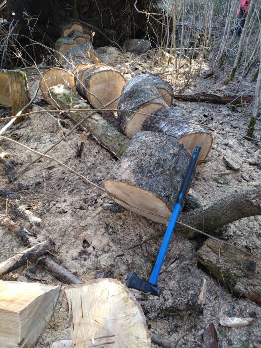 Staplade björkstammar i skogen med en yxa placerad på marken.