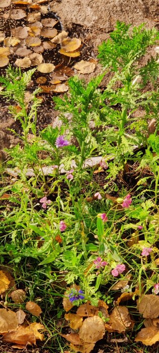 Närbild av en trädgårdsbädd med gröna växter och färgglada blommor, omgivet av bruna löv på marken.