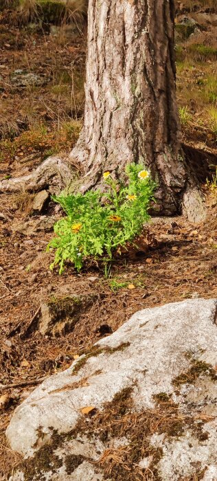 Grön växt med gula blommor växer vid foten av ett träd i en skogsmiljö med torra löv och stenar på marken.