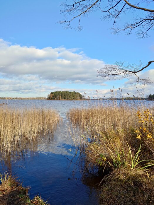 Sjö med vass och höstlöv i förgrunden, blå himmel och moln ovanför, träd i bakgrunden.