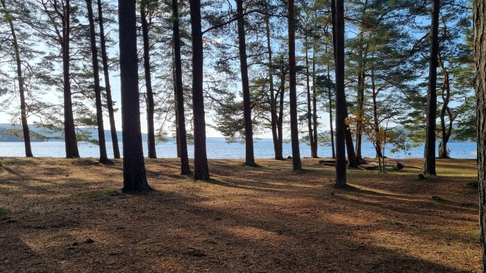 Tallskog vid en sjö, med solbelyst mark och en blå himmel i bakgrunden.