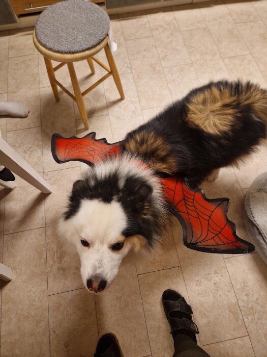 Hund med svart och brun päls bär röda Halloween-vingar med spindelnätsmönster på ett köksgolv.