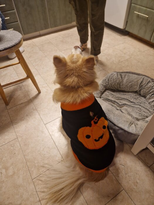 Hund i kök bär Halloween-tröja med orange pumpa-motiv.