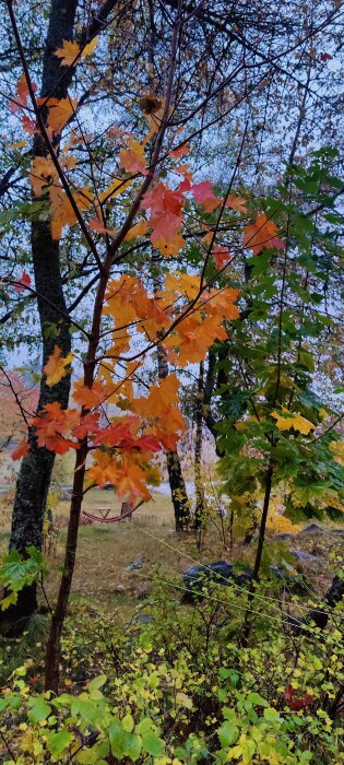 Träd med höstlöv i rött, orange och grönt, i en skogsmiljö med stenar och en tom picknickplats i bakgrunden.