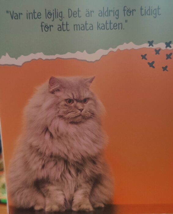 Långhårig grå katt på orange bakgrund med text: "Var inte löjlig. Det är aldrig för tidigt för att mata katten.