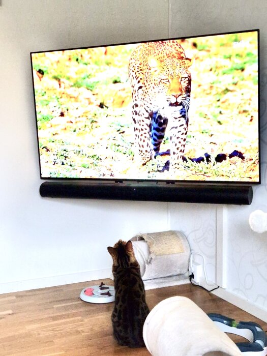 En katt tittar på ett naturprogram på en TV där en leopard visas.