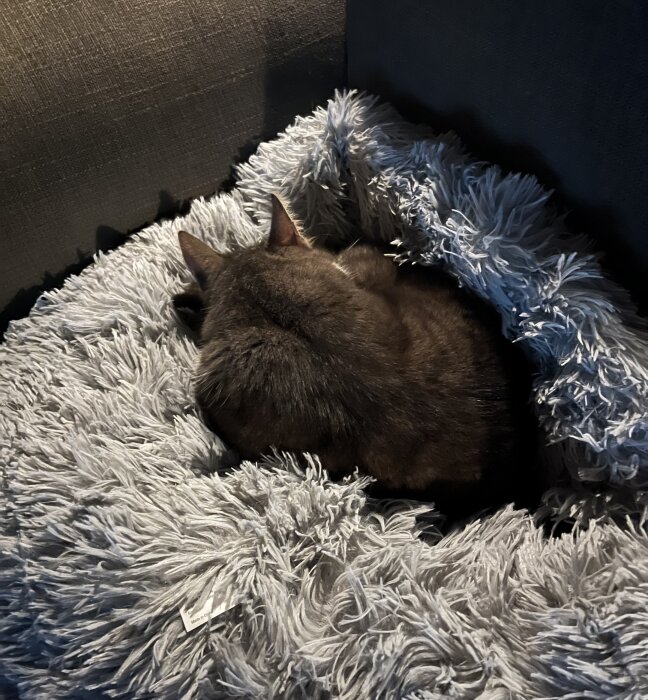 Katt som sover i en grå, fluffig säng bredvid soffan.