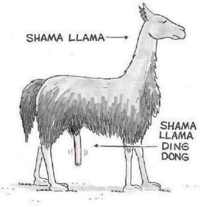 Tecknad bild på en lama med ordleken "Shama Llama Ding Dong" där dess ansikte och ben är märkta med text.