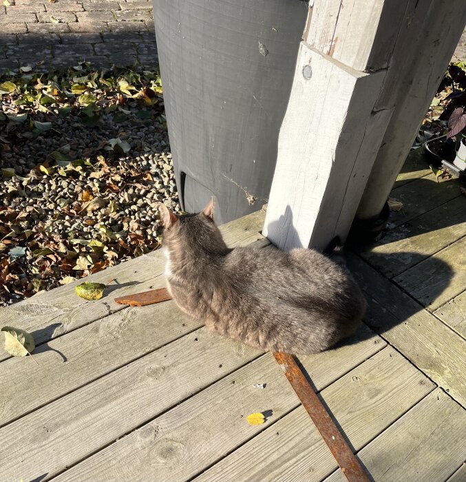 Grå katt ligger på trädäck i höstsolen, omgiven av löv och skugga.