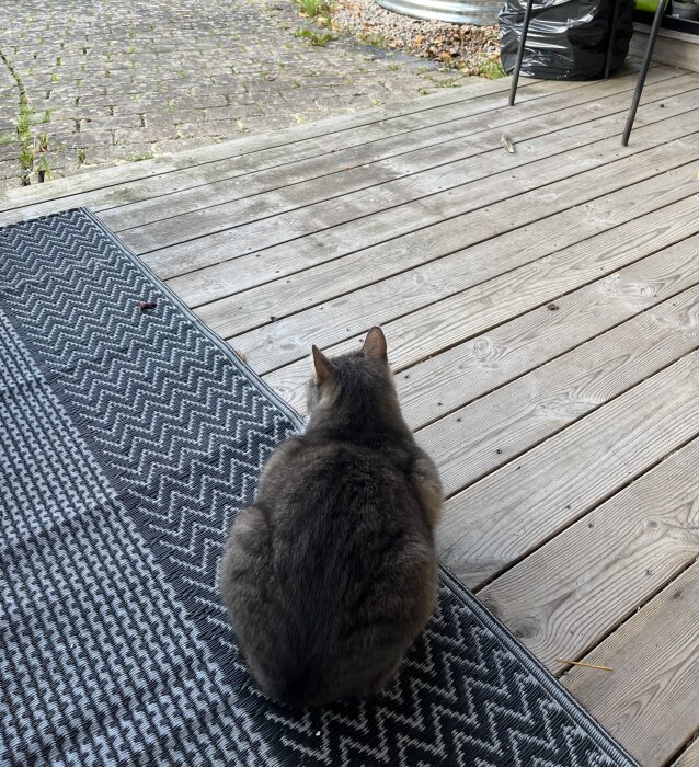 Grå katt sitter på veranda nära dörrmatta, tittar ut mot stengolv och stolsben.