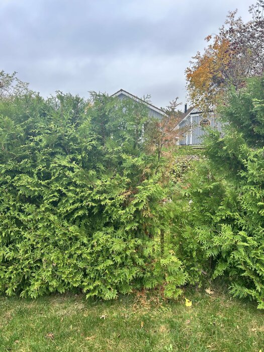 Grön häck med en sektion där plantor är rödbruna och vissna, omgivna av friska gröna plantor. Hus är synligt i bakgrunden. Grå molnig himmel.