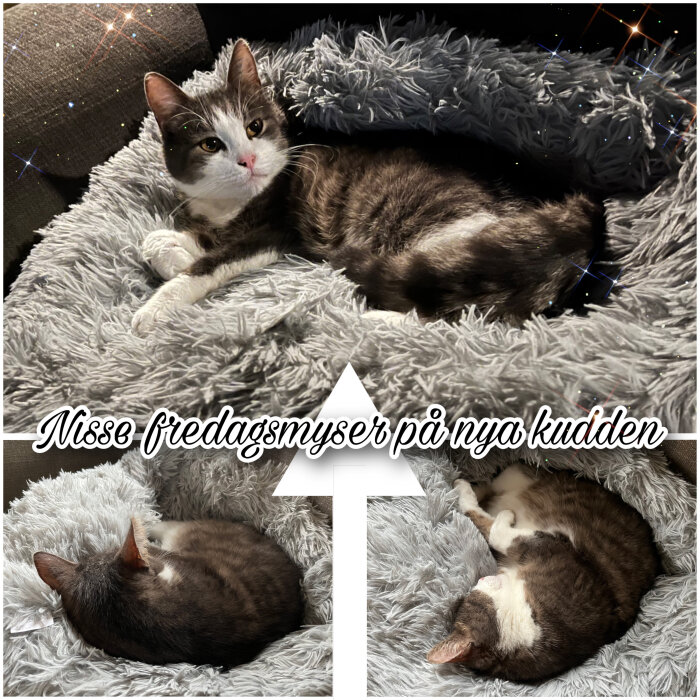 Katt vilar på en fluffig grå kudde, ser bekväm och avslappnad ut. Tre bilder visar katten från olika vinklar. Text: "Nisse fredagsmyser på nya kudden".