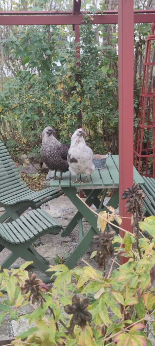 Två höns står på ett grönt trädgårdsbord omgivna av grönska och trädgårdsmöbler i en trädgård med buskar och träd.