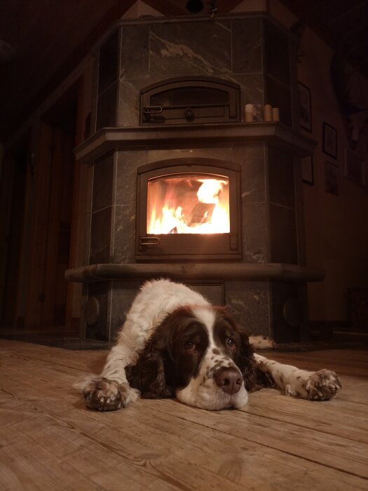 En hund ligger på ett trägolv framför en tänd vedeldad kamin i ett mysigt rum.