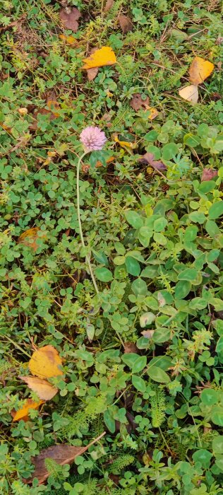 Rödklöverblomma omgiven av gröna blad och höstlöv på marken.