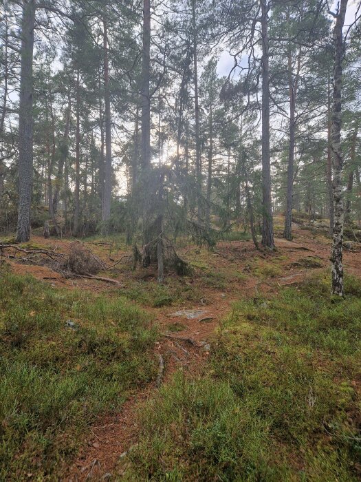 En tät skog med höga tallar och mjuk mark täckt av mossa och barr, med solljus som skiner genom träden.