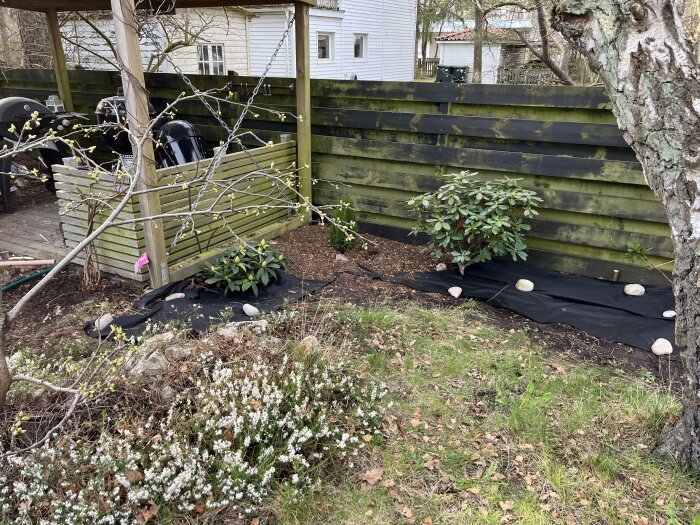 Trädgård med rabatter, vårljung och rododendron planterade på markväv, omgiven av en träpergola och svart staket, grenverk och buskar i förgrunden.