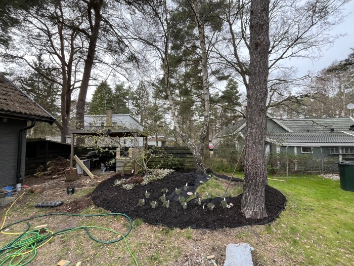 Nyplanterad rabatt med olika växter som rododendron och vårljung på en gräsmatta, omgiven av höga träd och en grönmålad byggnad i bakgrunden.