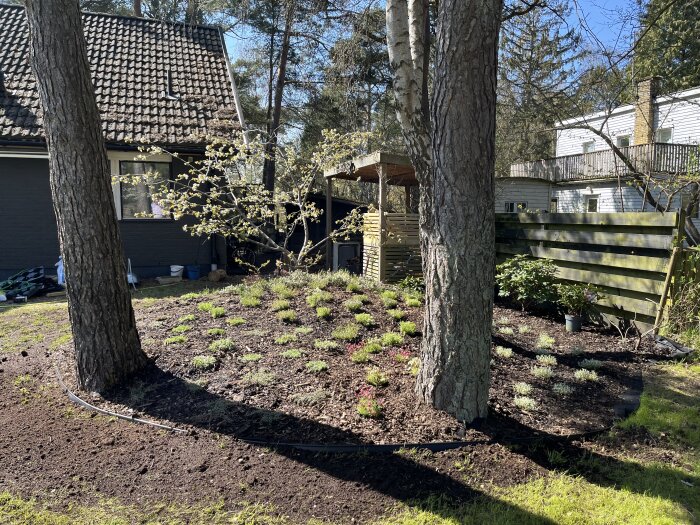 Grönskande trädgård med nyplanterade växter som timjan och lavendel, omgiven av träd och ett hus i bakgrunden.