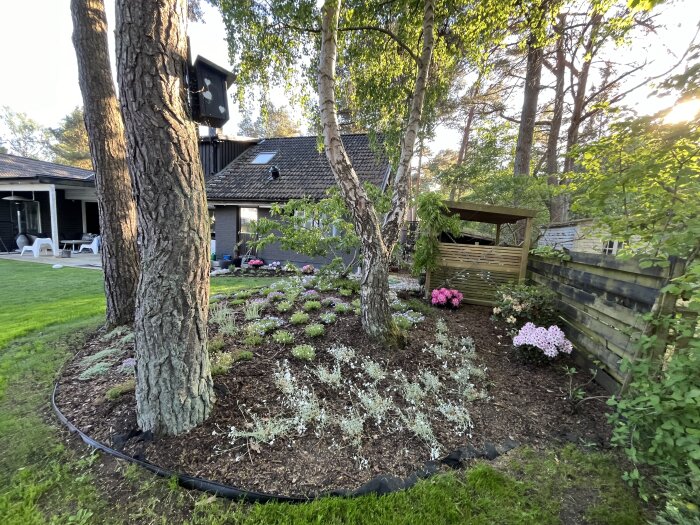 Trädgård med blomrabatt innehållande silverarv och andra växter, omgiven av stora träd och ett trähus i bakgrunden.