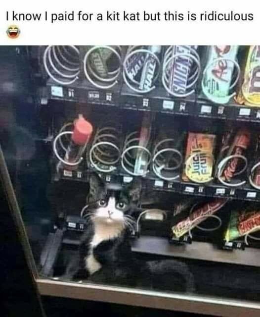 Svartvit katt inuti en varuautomat bland snacks och drycker.