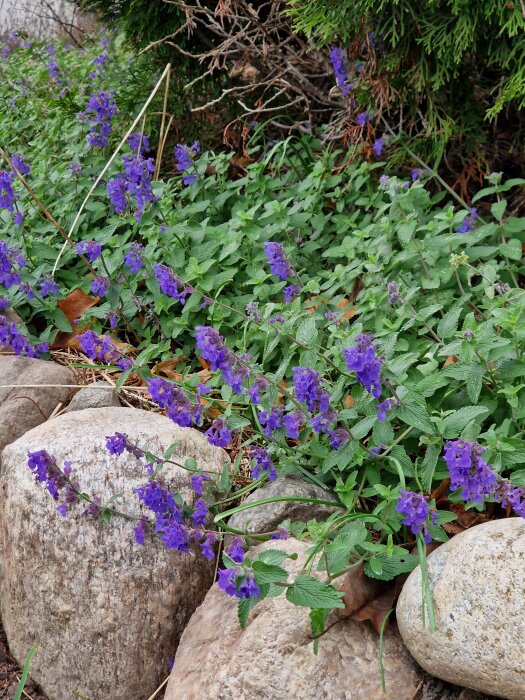 Kantnepeta växer frodigt bland stenar och barrträd, med lila blommor som står emot frostnätterna.