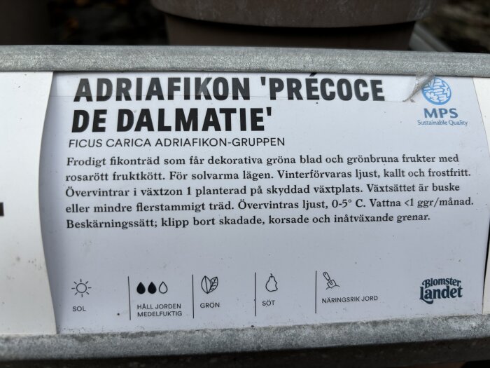 Etikett med text om Adriatifikon ‘Précoce de Dalmatie’, deras egenskaper och skötselråd, från en växtförsäljning på Blomsterlandet.