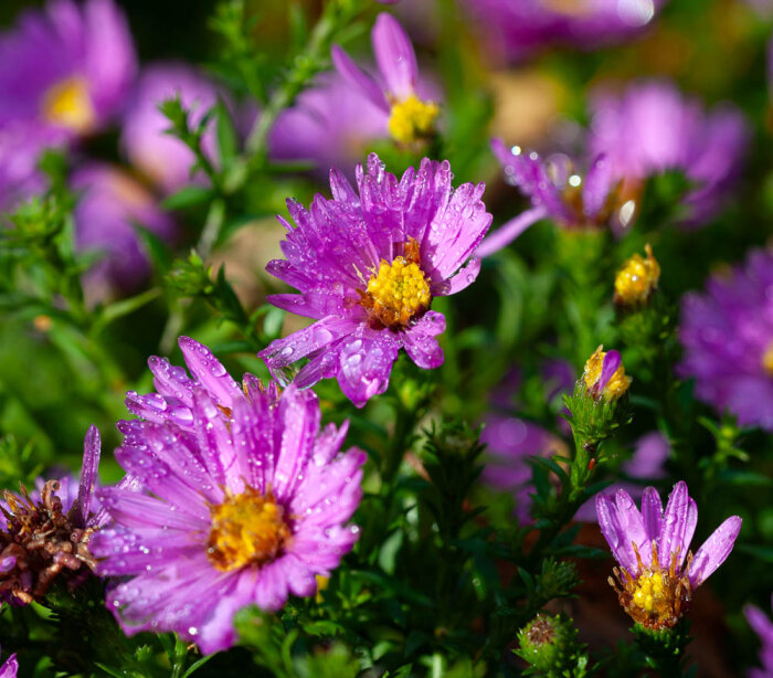 Närbild på lila höstasterblommor med gula centrum, täckta av daggdroppar, mot en suddig bakgrund av ytterligare blommor och gröna blad.