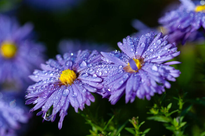 Närbild av lila höstasterblommor med vattendroppar på kronbladen.